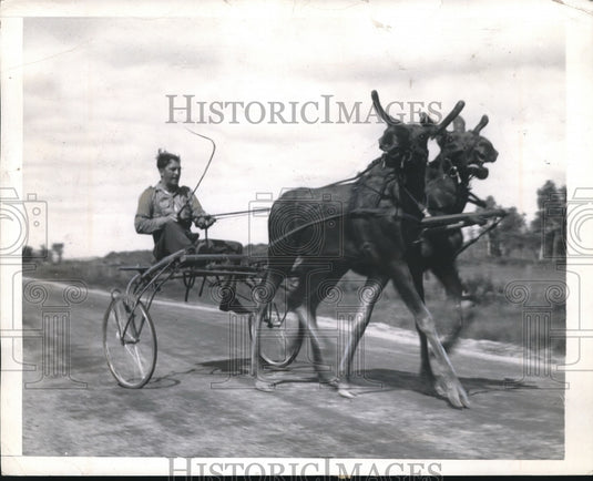 1941 Press Photo Albert Vallancourt Steering a Team of Moose-Historic Images