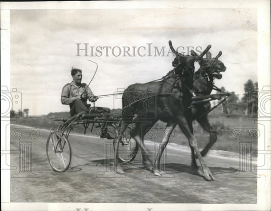 1941 Albert Vallencourt Steering a Team of Moose to the Market - Historic Images