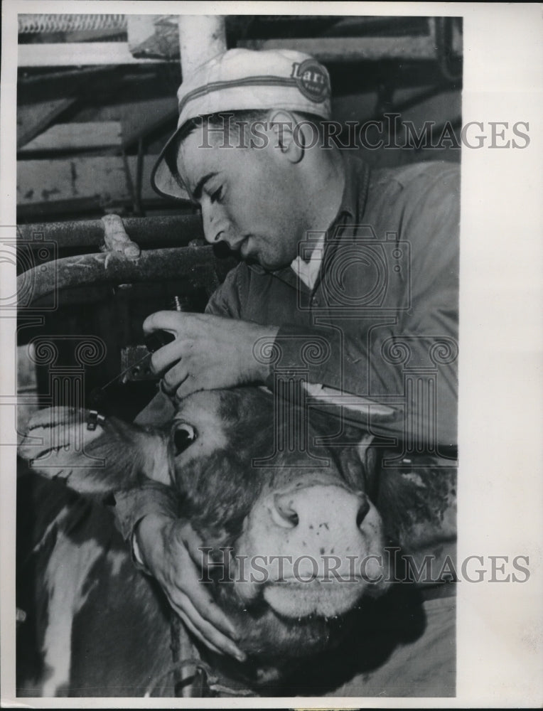 1961 Press Photo Dairy Farmer Burton White Attending to Cows Slashed Ear - Historic Images