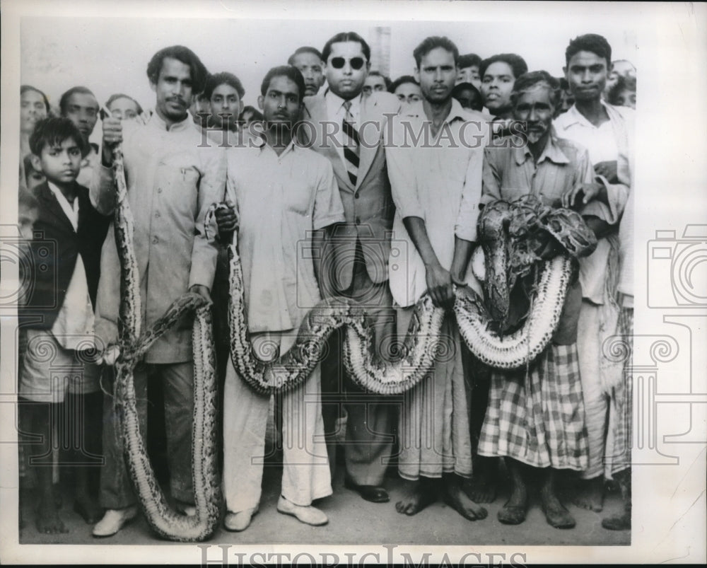 1959 Pakistanis capture giant Pythons - Historic Images