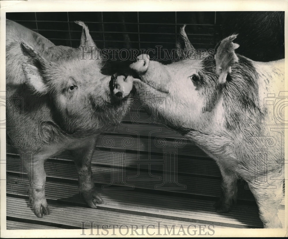 1971 Press Photo Hogs revel in comfort provided by aluminum flooring system - Historic Images