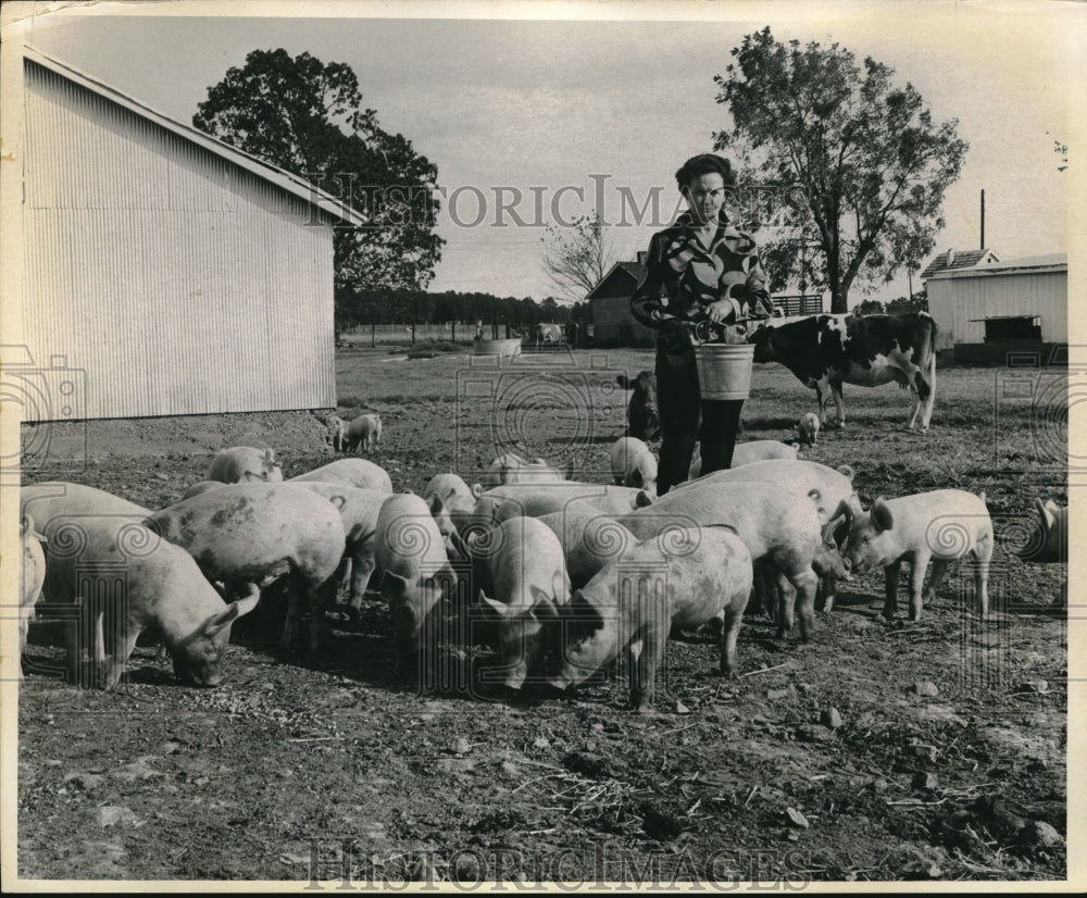 1970 Press Photo Mrs. Aubrey Howerton, near Purdy, MO., feeds the pigs - Historic Images