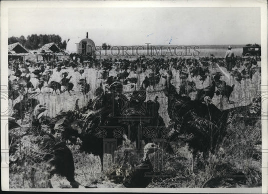1939 Press Photo T. S. Taliaferro, Jr., with herd of almost 2,000 turkeys - Historic Images