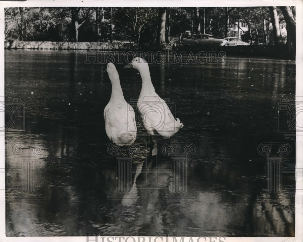 1955 McPherson Park Lake ducks walk over iced over lake - Historic Images