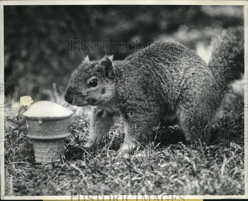 1976 Press Photo Squirrel At Lincoln Park Zoo Eats Ice Cream Cone - Historic Images