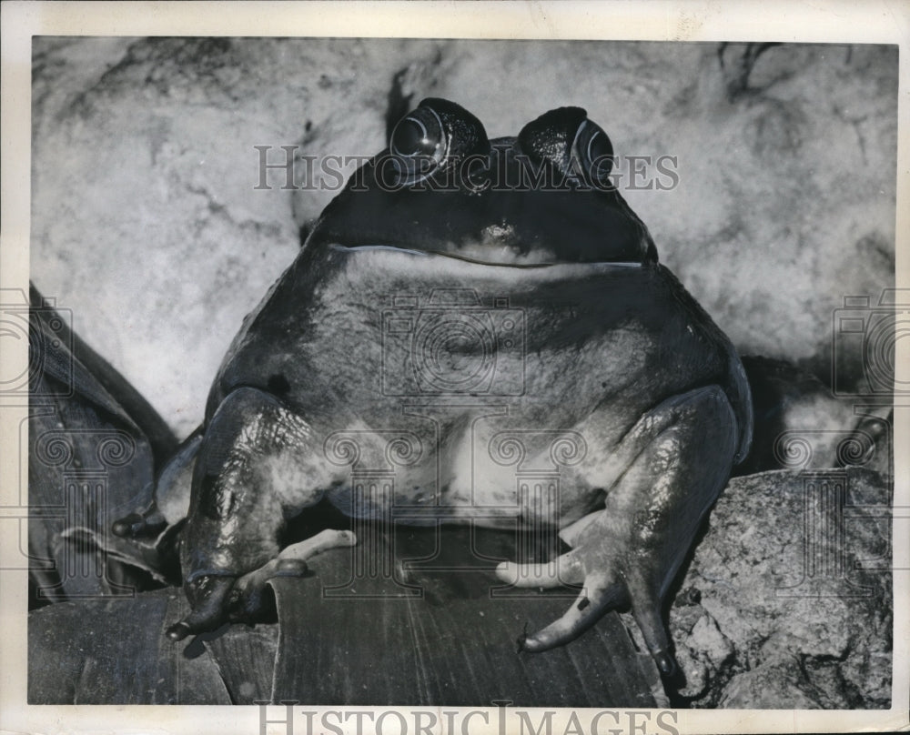 1962 Press Photo Bulgy Eyed Bull Frog London&#39;s Regent Park Zoo - Historic Images