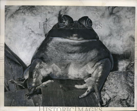1962 Press Photo Bulgy Eyed Bull Frog London's Regent Park Zoo - Historic Images