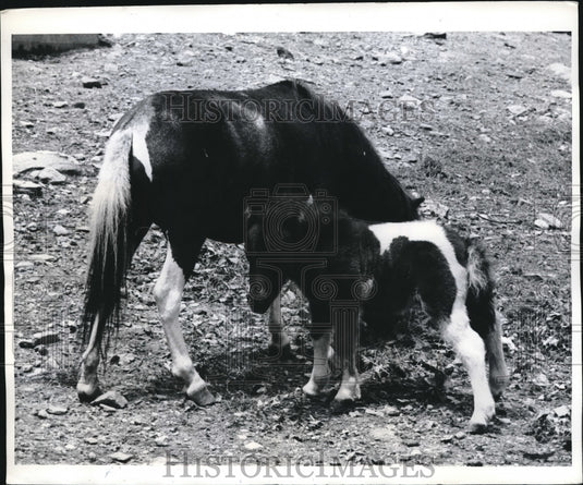 1968 Press Photo Conn. Horse is 27 inches tall - Historic Images