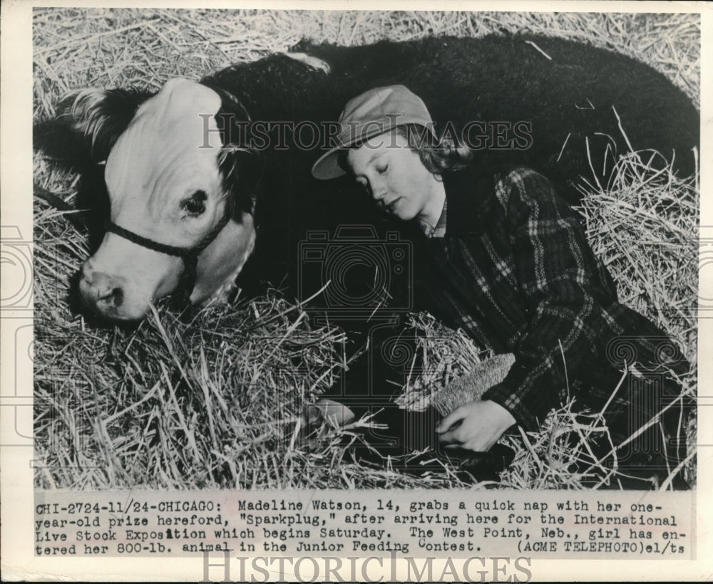 1948 Press Photo Madeline Watson 14 grabs nap 1 yr old prize Hereford Sparkplug - Historic Images