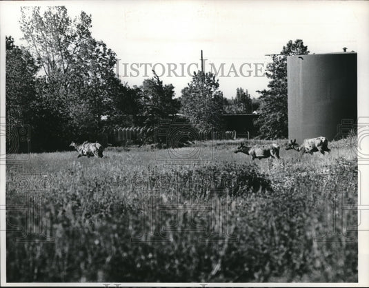 Press Photo Cow in Pasture - Historic Images
