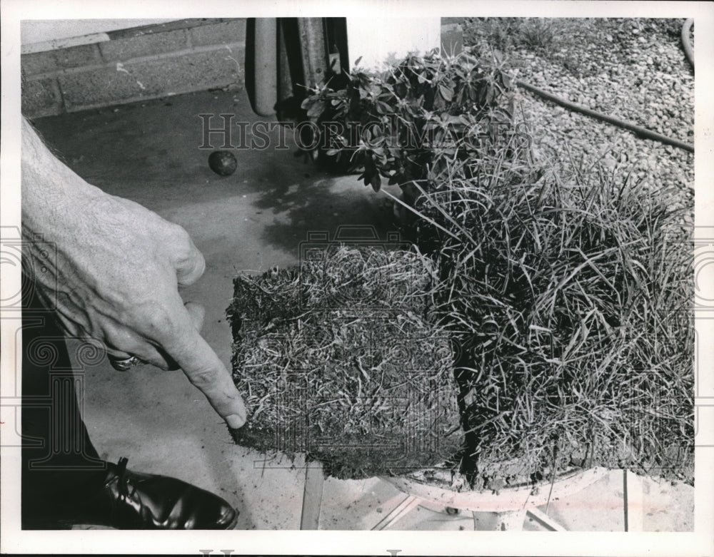 1967 Press Photo Soil sample that is causing fungus - Historic Images