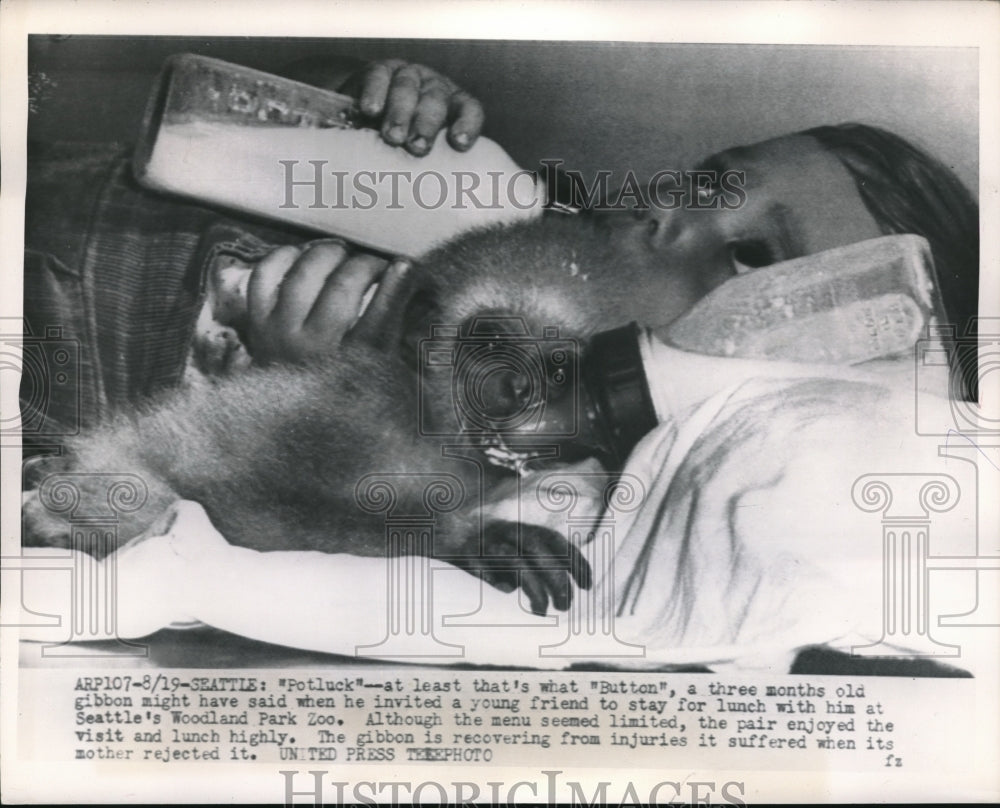 1954 Press Photo Young Child with Three Month Old Gibbon at Seattle Woodland Zoo - Historic Images