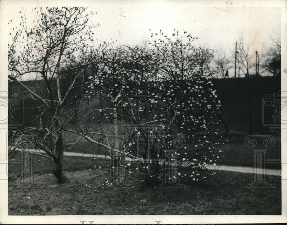 1934 Press Photo Tree Budding with Flowers - Historic Images