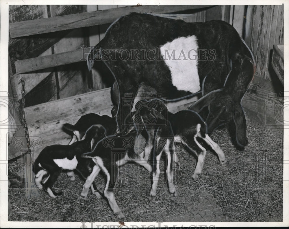 1940 Press Photo James Beckham&#39;s goat after giving birth to quintuplets - Historic Images