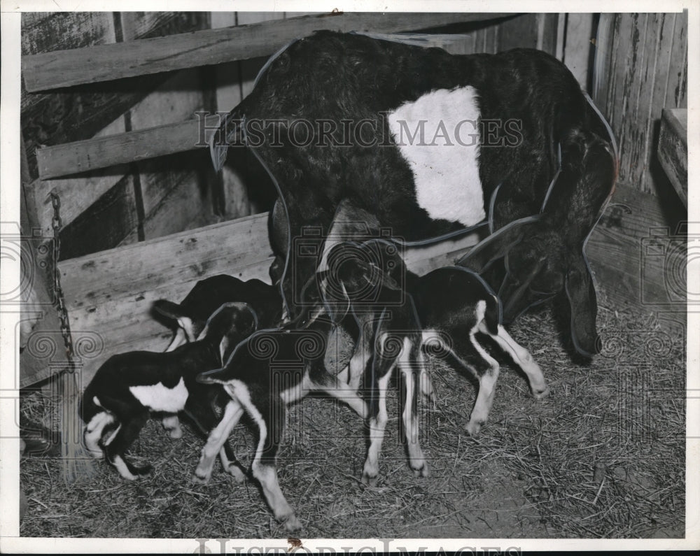 1940 Press Photo James Beckham's goat after giving birth to quintuplets - Historic Images