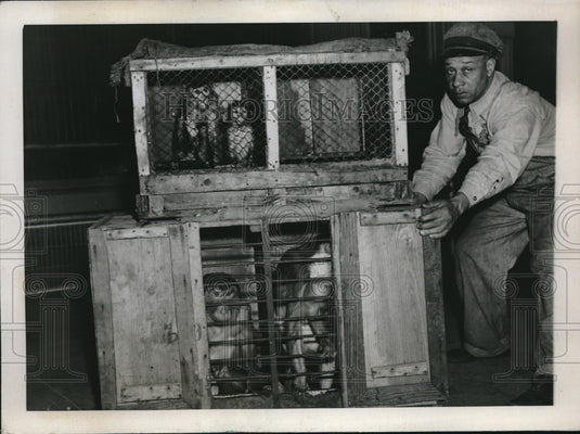 1937 Press Photo Arriving at Washington Zoo, Pigtailed Monkeys - nec12266-Historic Images