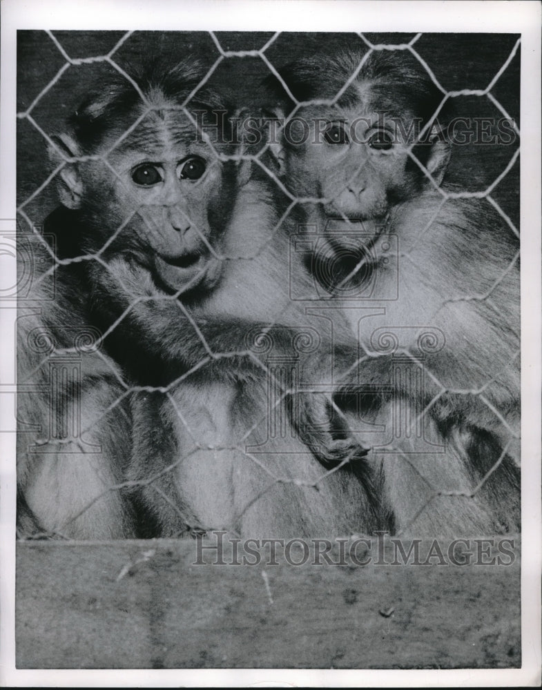 1954 Press Photo Two Small Scared Research Monkeys Wrap Arms Around Each Other - Historic Images