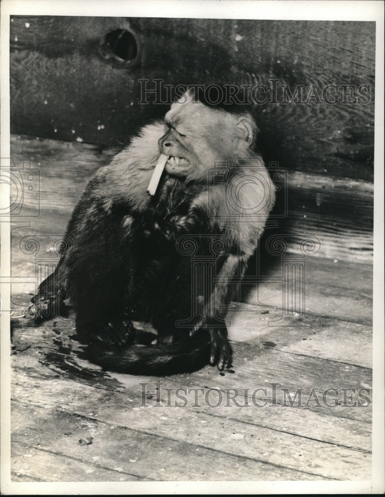 1937 Press Photo Monkey with a cigarettte - Historic Images