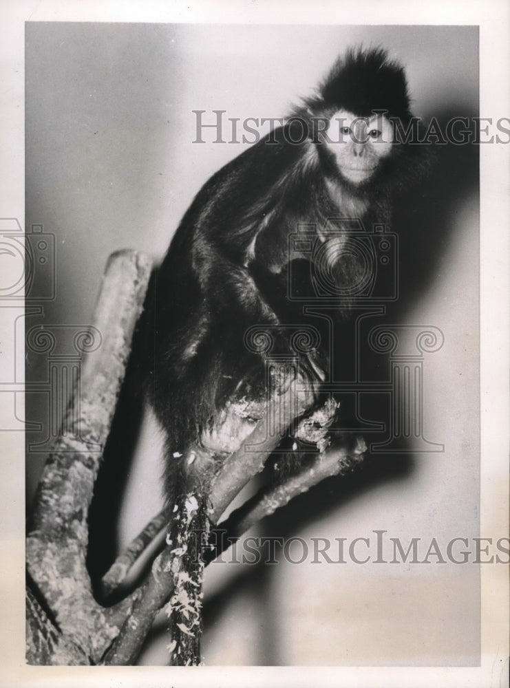 1937 Washington D.C. Monkey - Historic Images