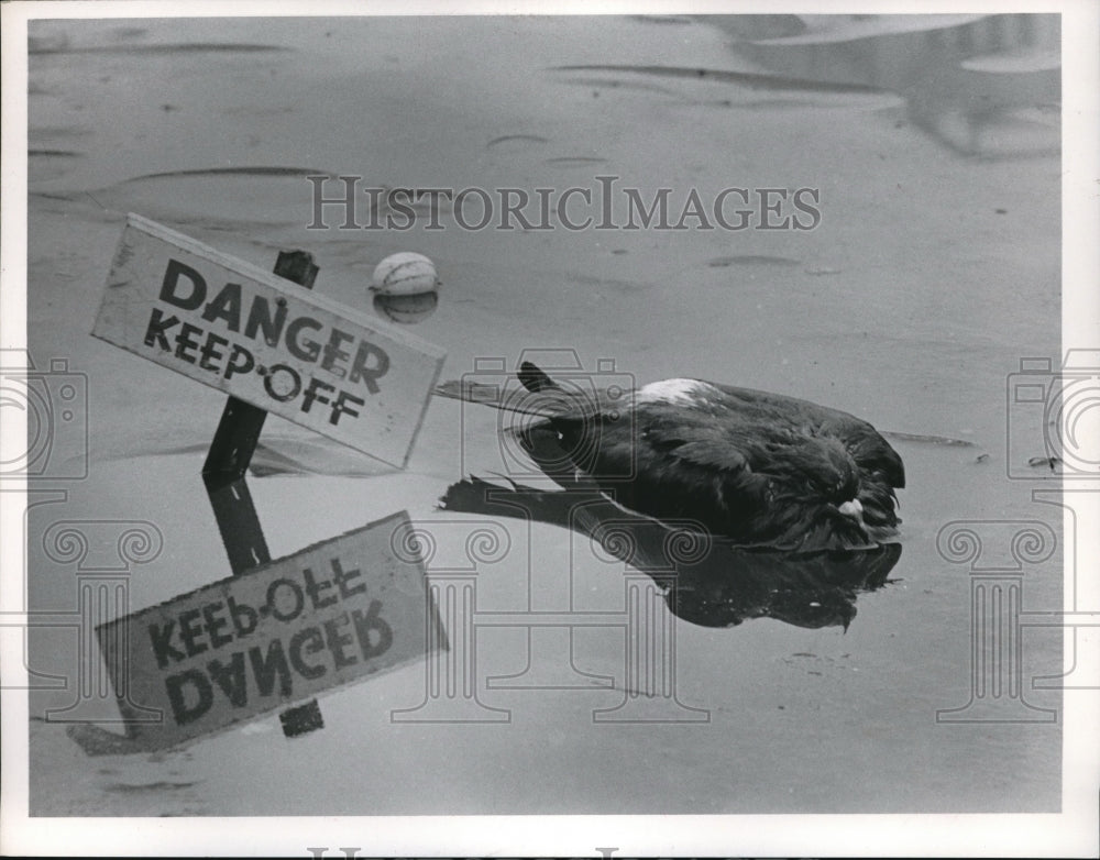 1969 Press Photo Bird frozen in ice after laying egg - Historic Images