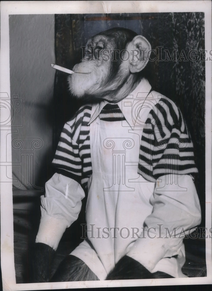 1953 Monkey Marquis, Smoking Cigarette Backstage at Circus in Paris - Historic Images