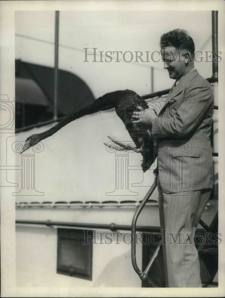 1934 Press Photo John Williams with Australian Desert Swamp Swan - Historic Images