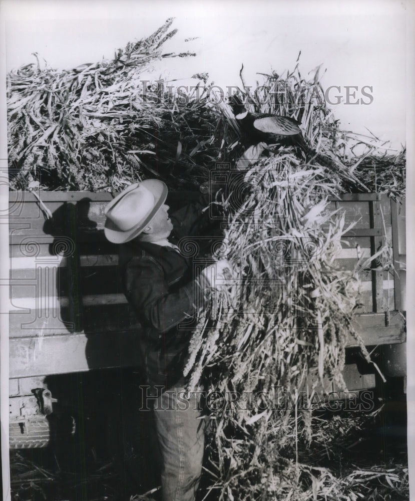 1956 Pheasant Hangs Onto grain That William Robinson is Load - Historic Images