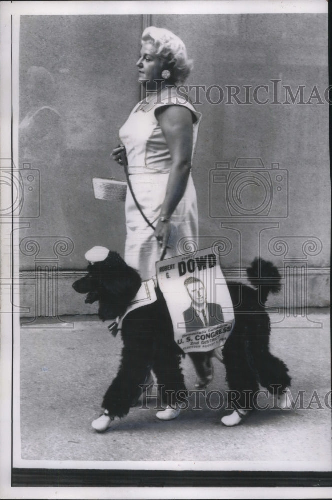 1958 New Twist in campaigning St Louis streets campaigning dog - Historic Images