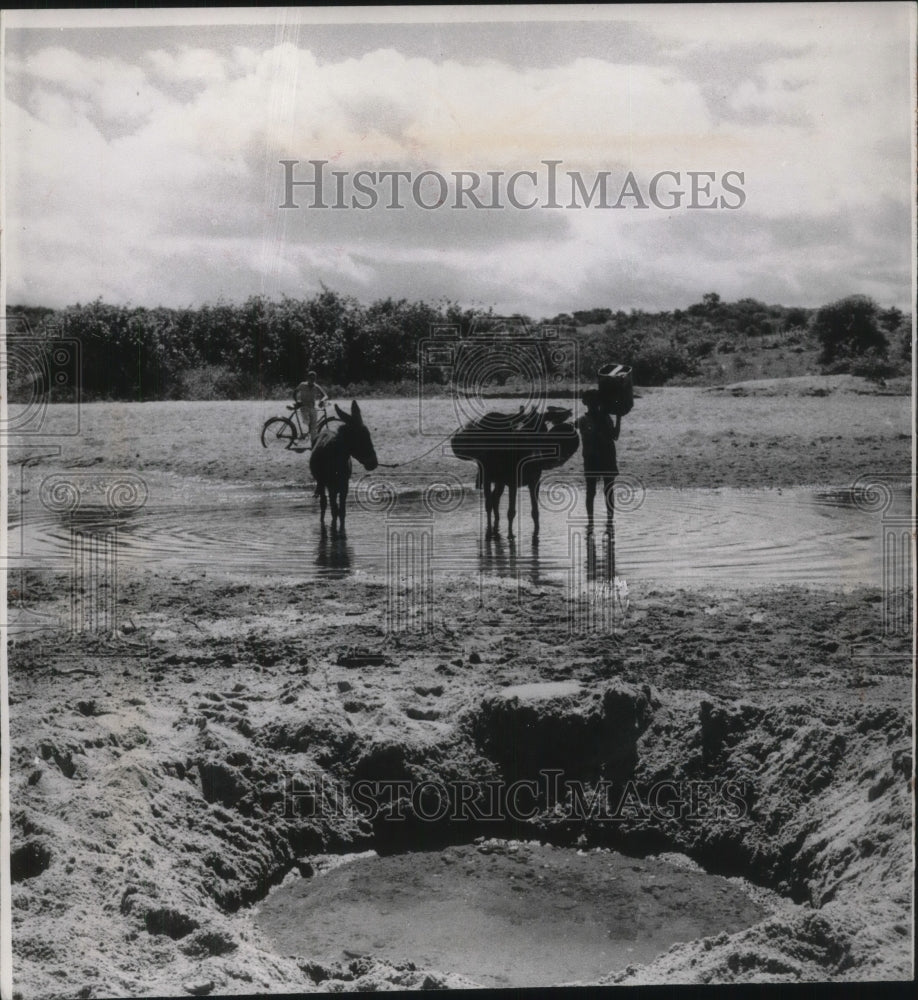 1965 Press Photo Pau Dos Ferros Brazilian Villagers Collect Water With Donkeys - Historic Images