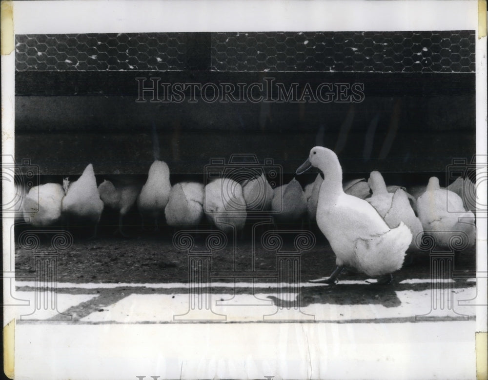 1970 Ducks Line Up To Be Fed At Barnhardt Farms Before Slaughter - Historic Images