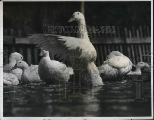 1962 Press Photo Duck Cavorts In Water With Friends Before Going to Dinner Table - Historic Images