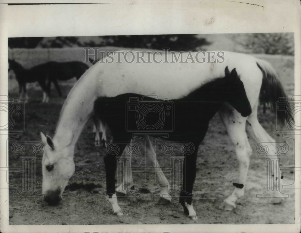 1931 Press Photo Snow White Mother &amp; Black Foal in Russisn Meadows-Historic Images