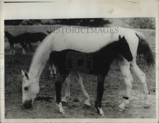 1931 Press Photo Snow White Mother & Black Foal in Russisn Meadows-Historic Images