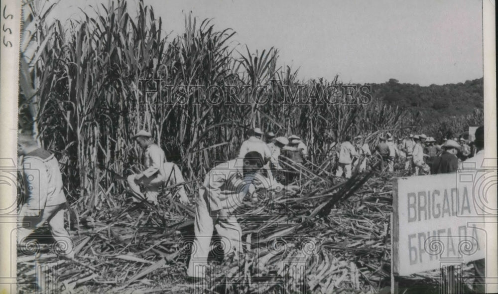 1969 Press Photo Soviet Sailors Cutting Sugar Cane in Natanzas, Cuba - Historic Images