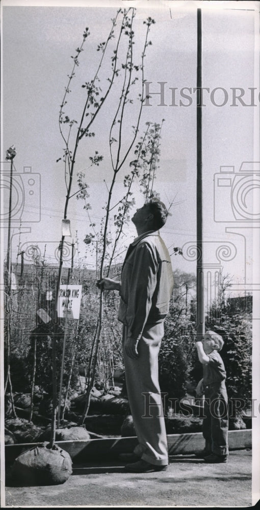 1961 Press Photo Man And Boy Pick Out Crimson King Maple At Local Nursery - Historic Images