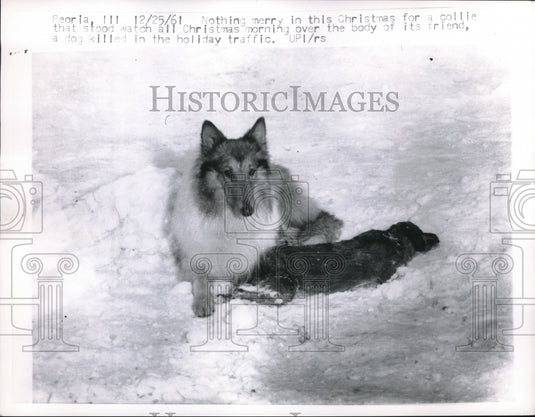 1961 Press Photo Collie and a killed dog - Historic Images