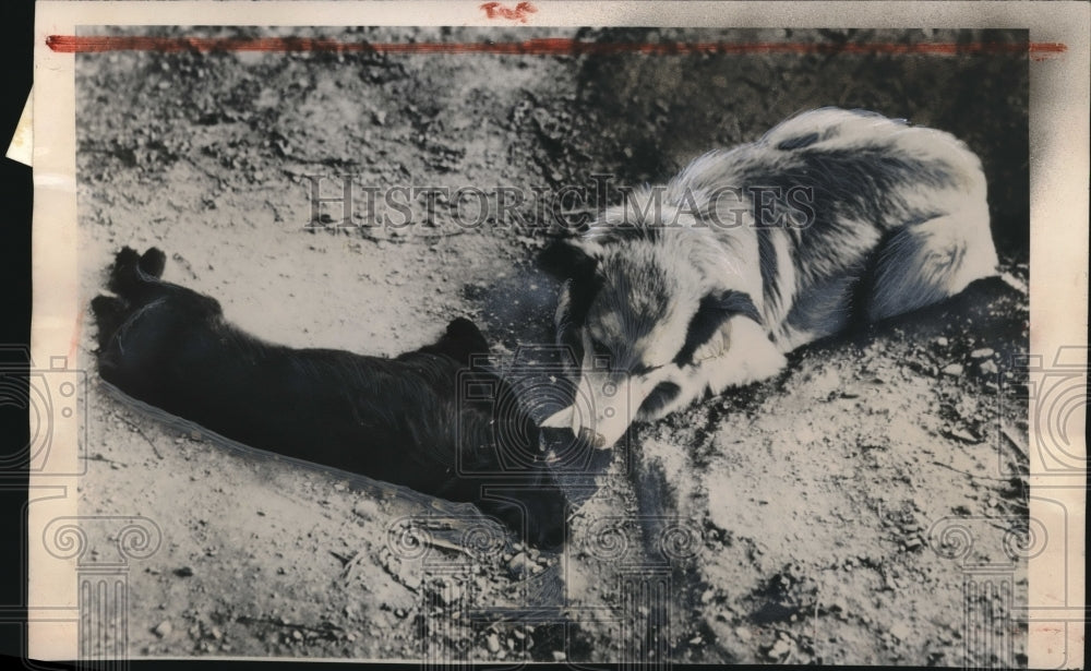 1949 Press Photo Faithful Collie guard a dead friend who was killed by an auto - Historic Images