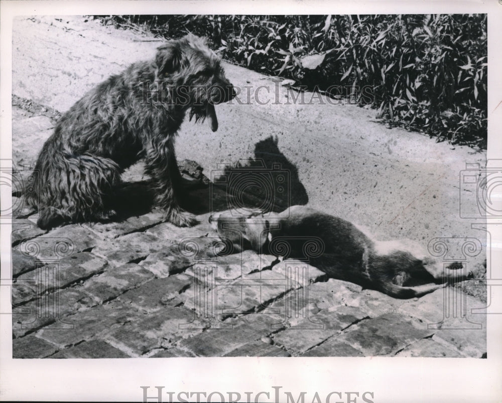 1951 Press Photo Death Watch - Historic Images