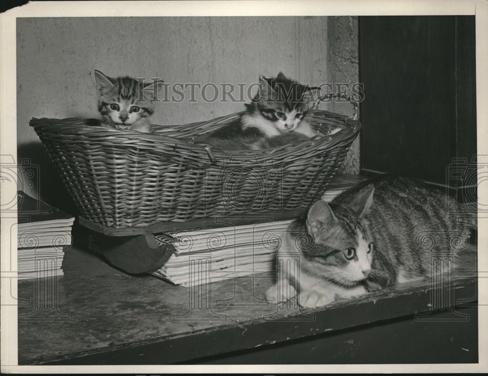 1945 Press Photo 2 Kittens &amp; 2 Year Old Mother of Painesville Ohio - Historic Images