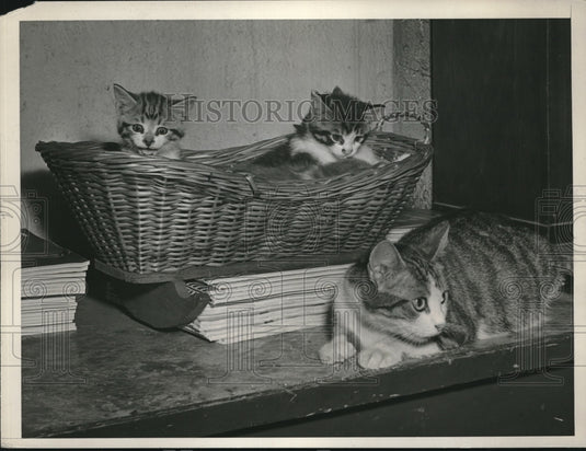1945 Press Photo 2 Kittens & 2 Year Old Mother of Painesville Ohio - Historic Images