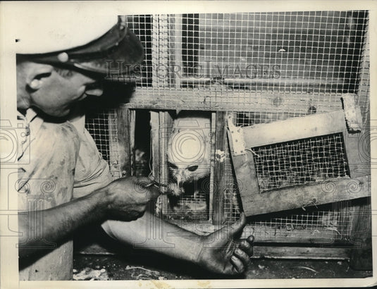 1935 Rare Giant Owl at Staten Island Zoological Society - Historic Images