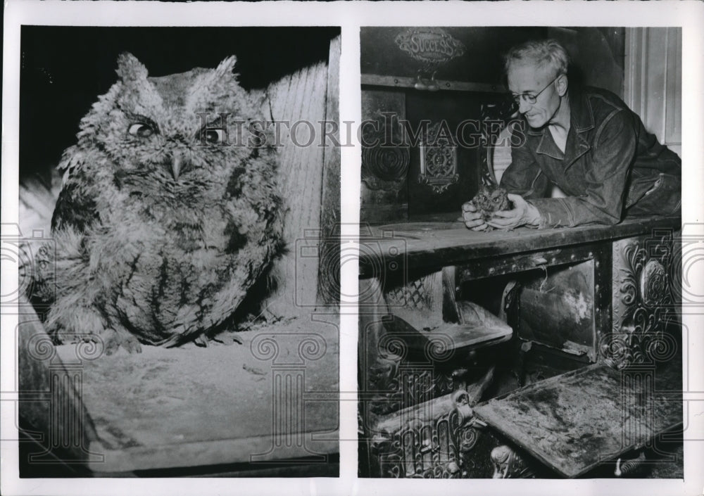 1953 Little Owl got in Stove of Harold Replogle - Historic Images