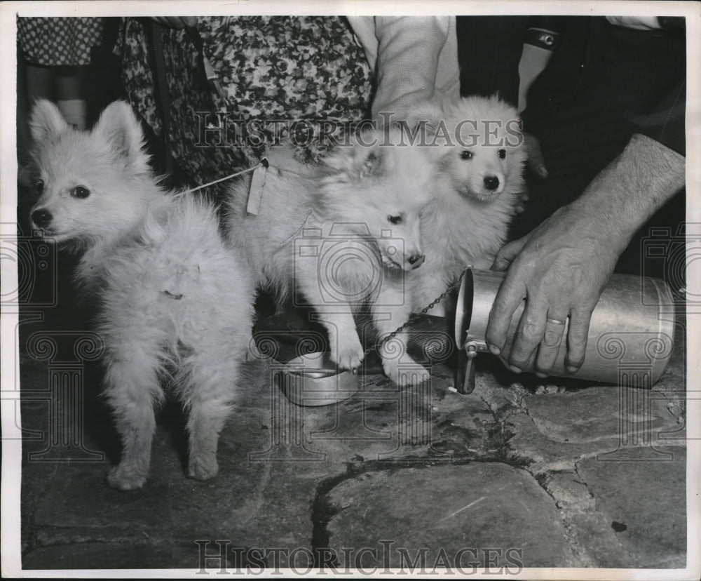 1949 Press Photo Puppies Get Drink Of Milk Before Going To New Homes - Historic Images