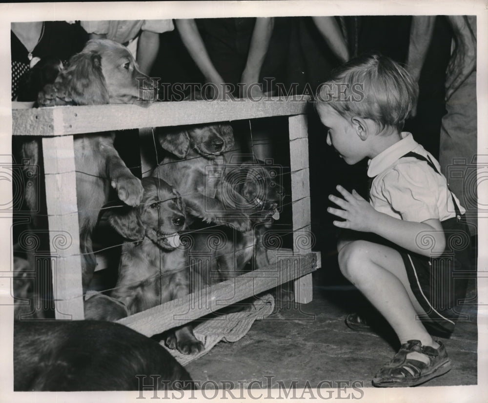 1949 Press Photo Three Year Old Girard Tries To Pick New Irish Setter Pup - Historic Images