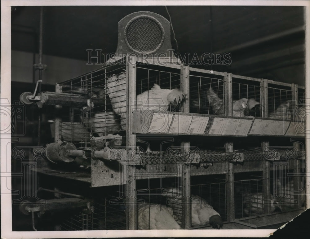 1937 Press Photo 8000 Chicken Farm Housed in 6 Story Building in Heart of Chicag - Historic Images