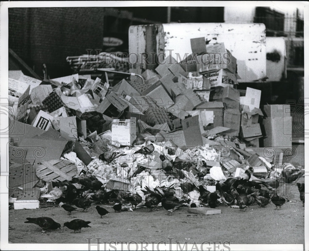 1968 Press Photo Pigeons enjoying garbage at Bellevue Hospital - nec15504 - Historic Images