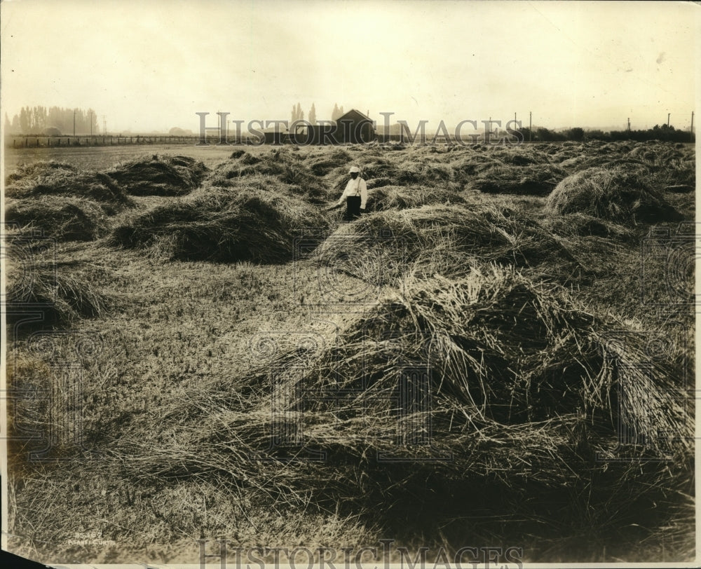 1940 Hay in Kittitas Valley - Historic Images
