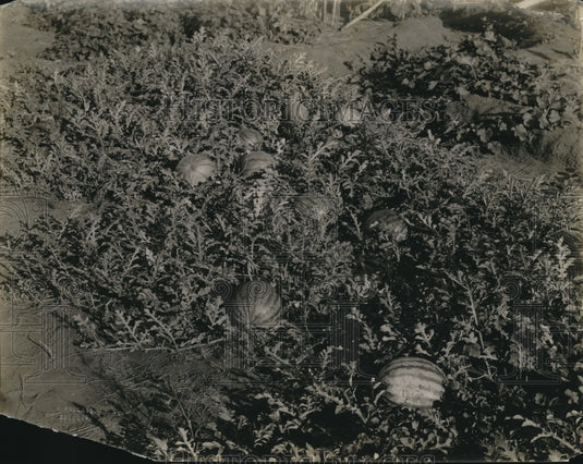 1923 Huge Watermelon Crop Grown In Open Field In Alberta Canada - Historic Images