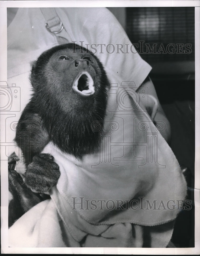 1952 Press Photo Misery the chimp while watching tv at the Bronx Zoo, NY - Historic Images