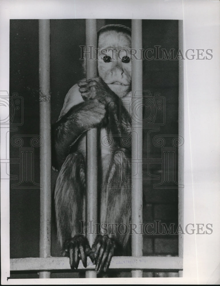 1952 Press Photo Monkey in captivity at the Como Park zoo in St Paul, Minn - Historic Images